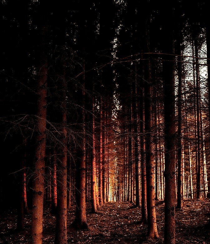 Forest  Dan Venter