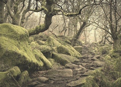 Forest path to Padley Gorge, Peak District / UK